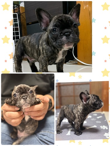 フレンチブルドッグ 犬の販売・譲渡 10146 男の子のみになりましま