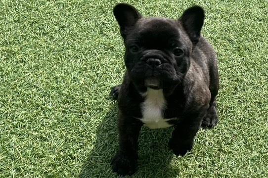ムチムチ可愛いお顔のブリンドル男の子 犬の販売 10152