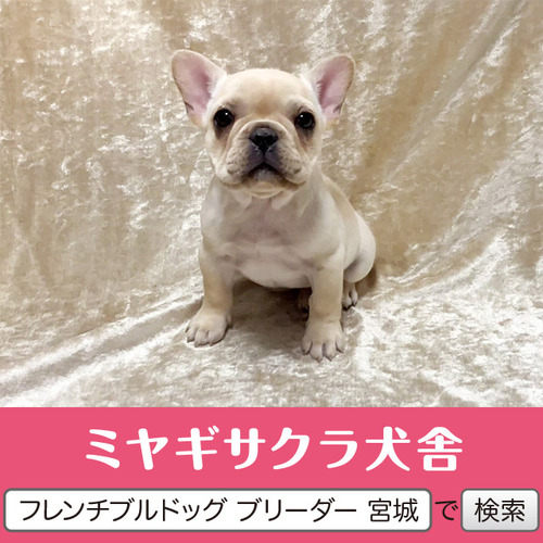 フレンチブルドッグ 犬の販売・譲渡 10153 パパはJKCチャンピオン☆ 良血統のお姫様1☆