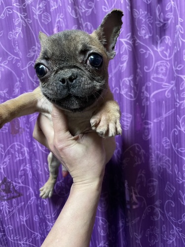 フレンチブルドッグ 犬の販売・譲渡 10156 訳あり 目に小さな傷