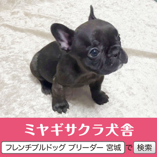 フレンチブルドッグ 犬の販売・譲渡 10160 パパはJKCチャンピオン☆ 良血統のお姫様4☆