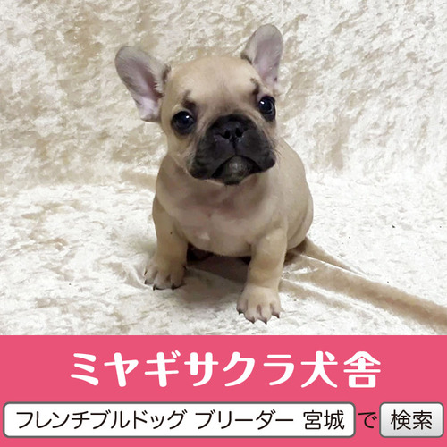 フレンチブルドッグ 犬の販売・譲渡 10161 パパはJKCチャンピオン☆ 良血統の王子様5☆