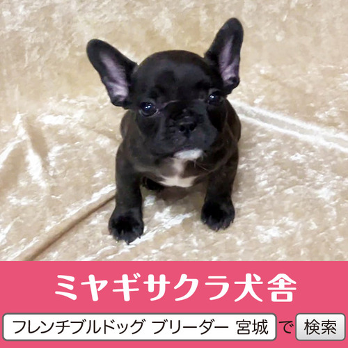 フレンチブルドッグ 犬の販売・譲渡 10169 パパはアメリカチャンピオン☆ 良血統の三女☆