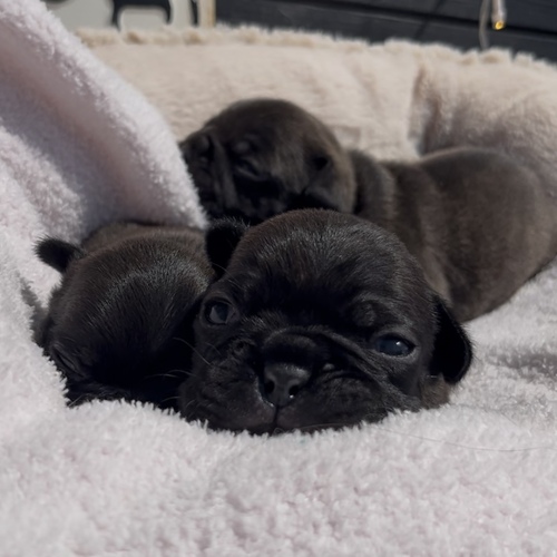 フレンチブルドッグ 犬の販売・譲渡 10170 ブリンドル