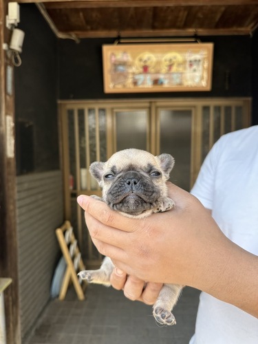 可愛い男の子! 犬の販売 10171