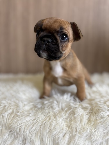 フレンチブルドッグ 犬の販売・譲渡 10173 フレブル 女の子