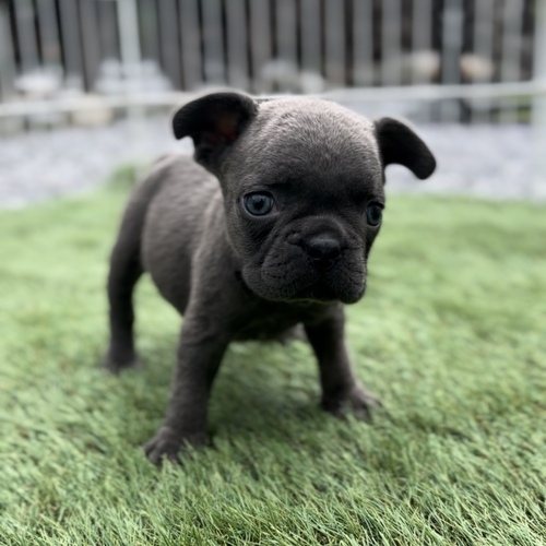 フレンチブルドッグ 犬の販売・譲渡 10174 希少カラー!ブルー