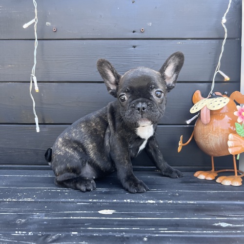 フレンチブルドッグ 犬の販売・譲渡 10175 ★ブリンドル女の子