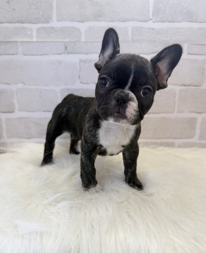 フレンチブルドッグ 犬の販売・譲渡 10178 胸元のホワイトがチャームポイント。お迎え総額。