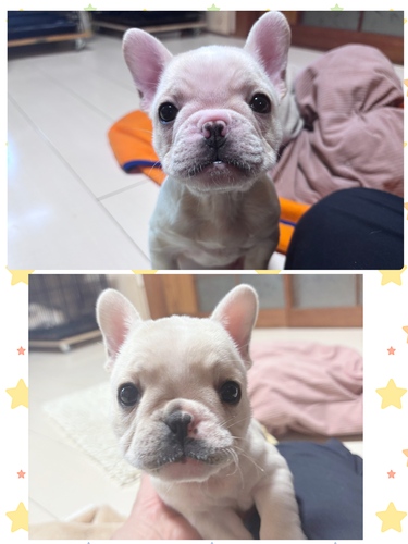 フレンチブルドッグ 犬の販売・譲渡 10184 可愛いクリーム女の子