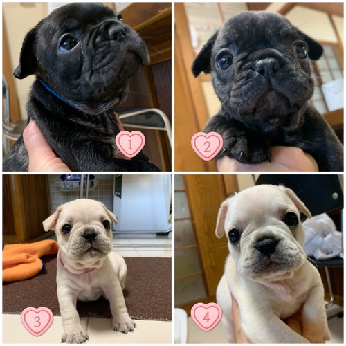 フレンチブルドッグ 犬の販売・譲渡 10185 可愛い4姉妹です