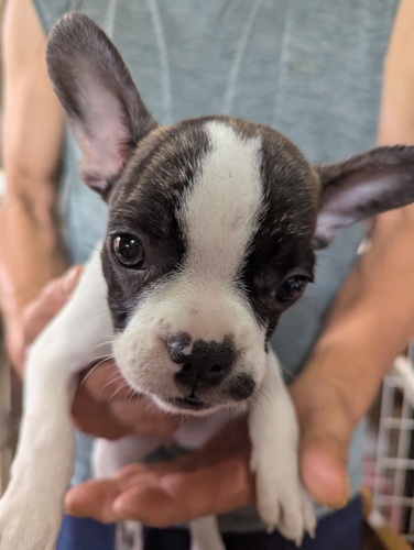 フレンチブルドッグ 犬の販売・譲渡 10186 小ぶりの女の子