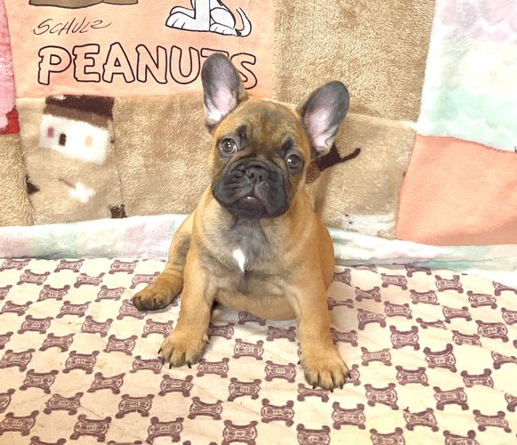 フレンチブルドッグ 犬の販売・譲渡 10187 ヨーロピアン名門犬舎の子