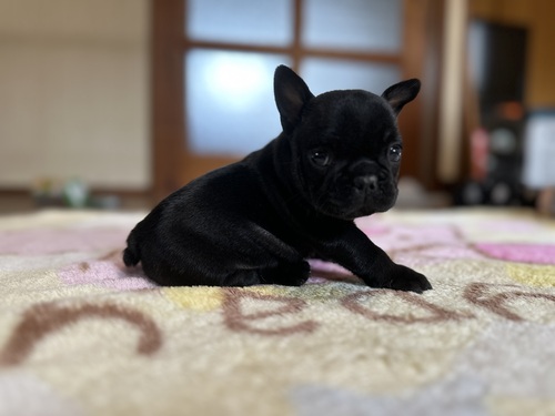 フレンチブルドッグ 犬の販売・譲渡 10191 すんの短い可愛いフレンチブルドッグ