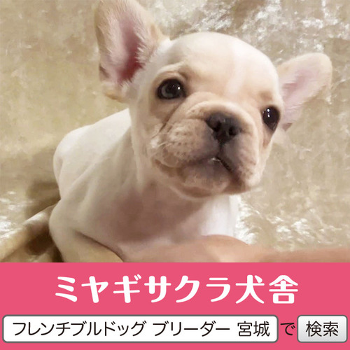 フレンチブルドッグ 犬の販売・譲渡 10192 パパはアメリカチャンピオン☆ 良血統のお姫様3☆