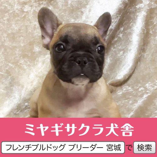 フレンチブルドッグ 犬の販売・譲渡 10193 パパはアメリカチャンピオン☆ 良血統のお姫様4☆