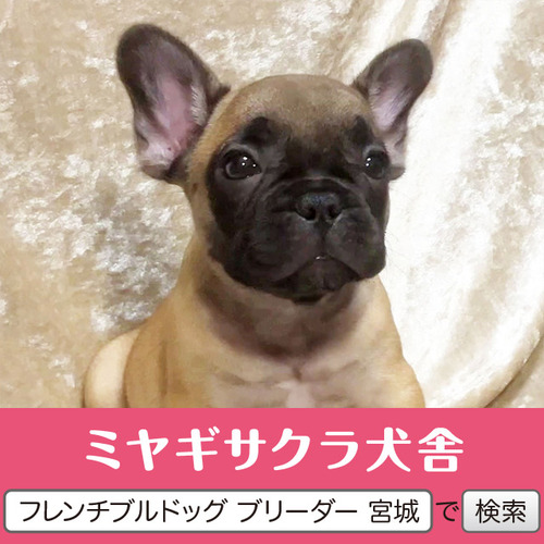 フレンチブルドッグ 犬の販売・譲渡 10194 パパはアメリカチャンピオン☆ 良血統のお姫様5☆