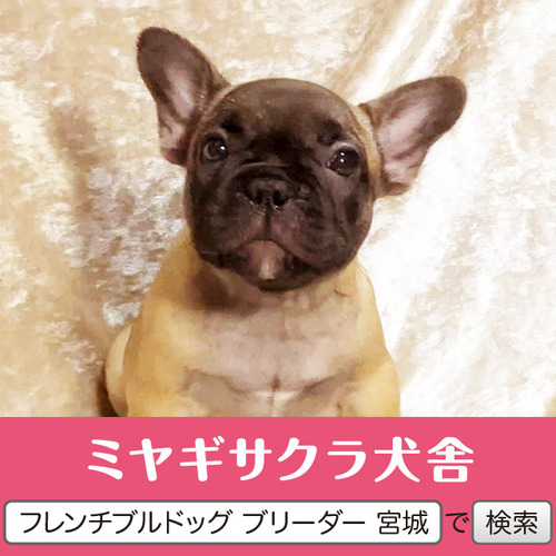 フレンチブルドッグ 犬の販売・譲渡 10196 パパはアメリカチャンピオン☆ 良血統のお姫様1☆