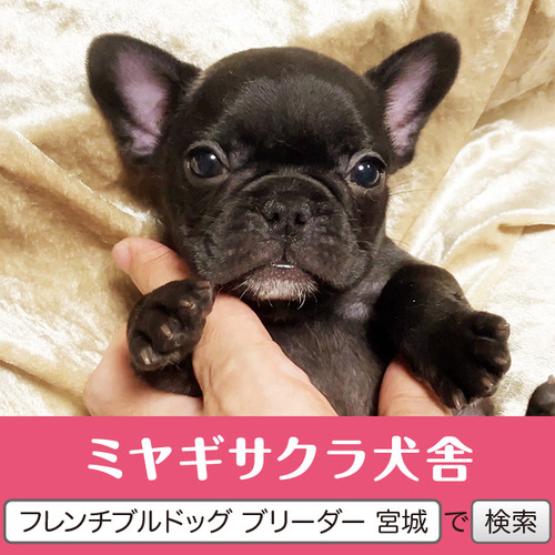 フレンチブルドッグ 犬の販売・譲渡 10197 ☆良血統のプリンセス☆