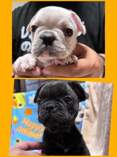 フレンチブルドッグ 犬の販売・譲渡 10199 大人しい兄妹です♪