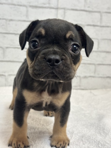 フレンチブルドッグ 犬の販売・譲渡 10200 チョコレート&タン7524