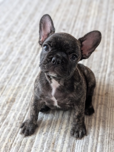 フレンチブルドッグ 犬の販売・譲渡 10202 可愛いフレブル!見学大歓迎!