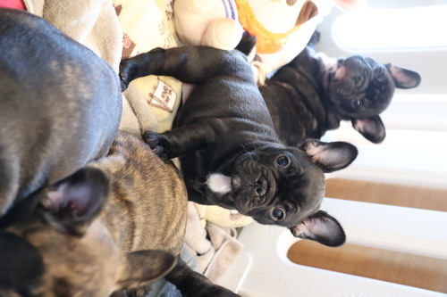 フレンチブルドッグ 犬の販売・譲渡 10204 かわいいBaby