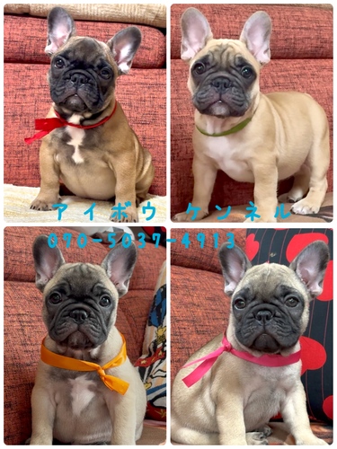 Perfect フレンチブルドッグ! 犬の販売 10208