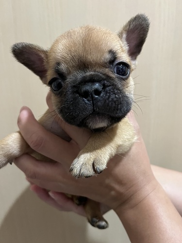 フレンチブルドッグ 犬の販売・譲渡 10209 可愛い子犬☆
