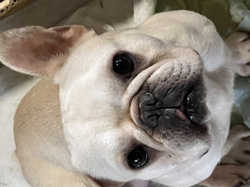 フレンチブルドッグ 犬の販売・譲渡 10211 引退犬となります。