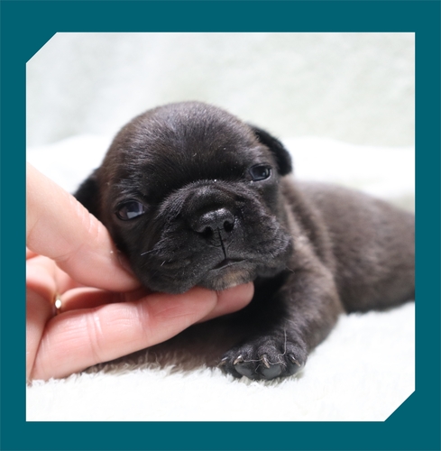フレンチブルドッグ 犬の販売・譲渡 10212 ●ブリンドルの男の子・総額価格です●