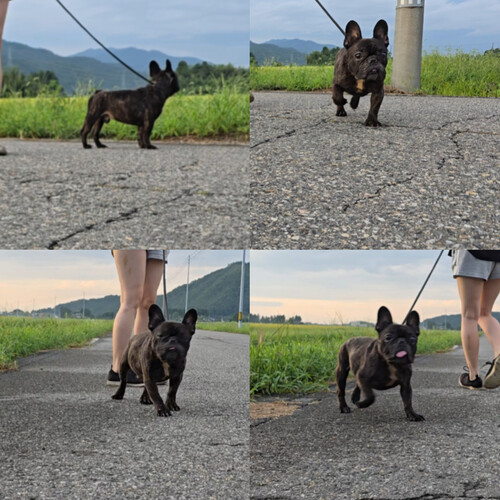フレンチブルドッグ 犬の販売・譲渡 10215 Jkc チャンピオン