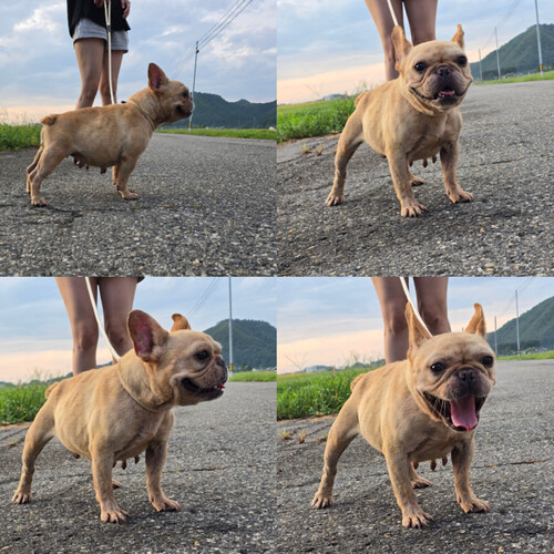 フレンチブルドッグ 犬の販売・譲渡 10217 繁殖引退犬
