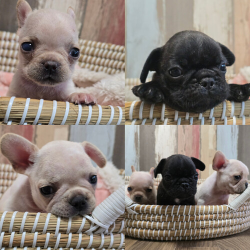 フレンチブルドッグ 犬の販売・譲渡 10218 両親チャンピオン直子