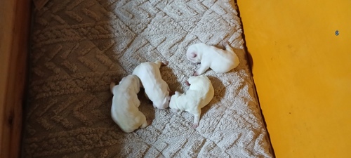 フレンチブルドッグ 犬の販売・譲渡 10220 ★生まれたばかりの赤ちゃん達です★