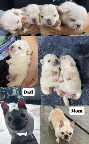 フレンチブルドッグ 犬の販売・譲渡 10221 両親輸入犬、胴の詰まり、短足に拘った子犬達