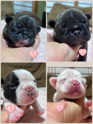 フレンチブルドッグ 犬の販売・譲渡 10222 可愛い4兄妹です♪