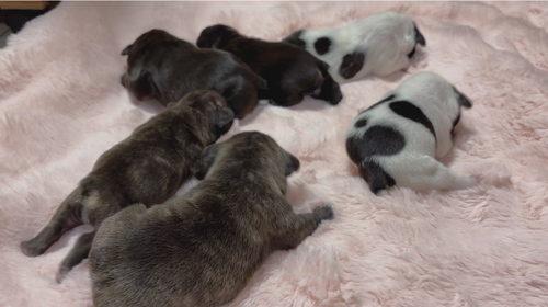フレンチブルドッグ 犬の販売・譲渡 10223 7兄妹です