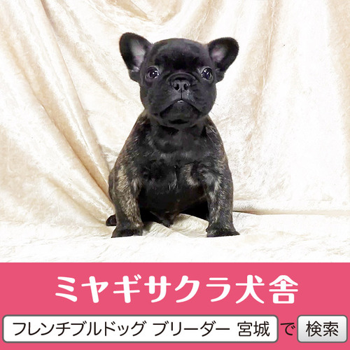 フレンチブルドッグ 犬の販売・譲渡 10224 パパはJKCチャンピオン☆ 良血統の王子様☆