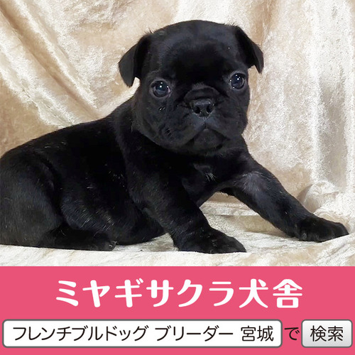フレンチブルドッグ 犬の販売・譲渡 10225 パパはJKCチャンピオン☆ 良血統のプリンセス☆
