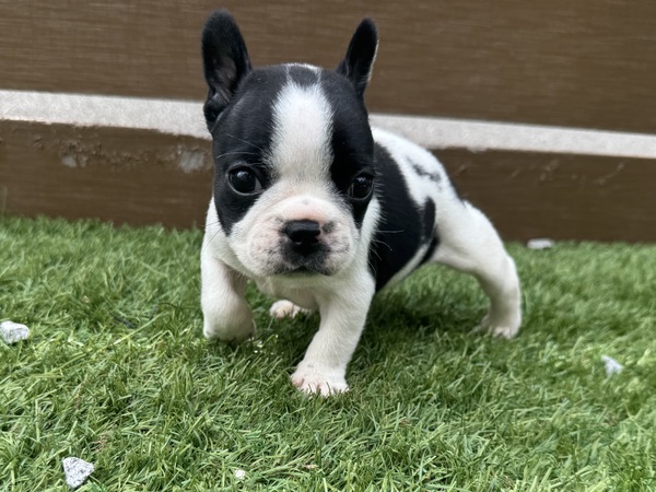 フレンチブルドッグ 犬の販売・譲渡 10227 可愛いお顔のフレンチブルドッグ兄弟