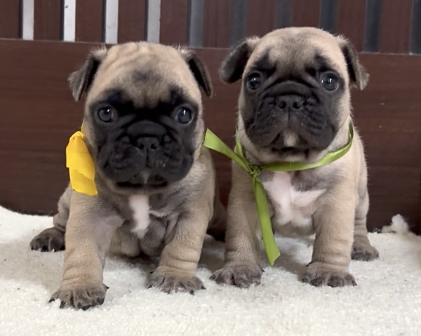 可愛い健康なフレンチブルドッグ! 犬の販売 10228
