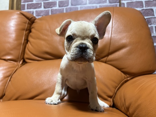 フレンチブルドッグ 犬の販売・譲渡 10229 とても可愛いフレンチさん