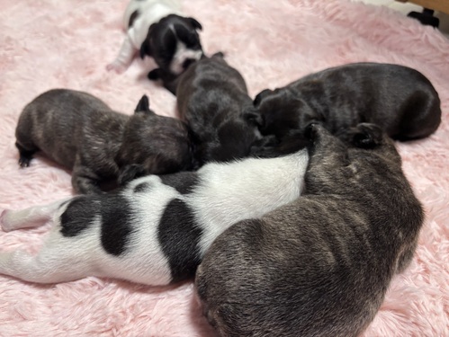 フレンチブルドッグ 犬の販売・譲渡 10230 ☆7兄妹生まれました☆