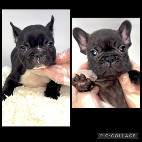 フレンチブルドッグ 犬の販売・譲渡 10232 ブリンドルカラーの男の子と女の子