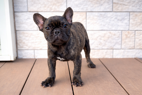 �t�����`�u���h�b�O ���̔̔��E���n 10232 �^�C�K�[�u�����h���̏��̎q