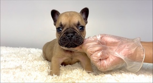 t`uhbO ̔̔En 10236 tH[̒j̎qII