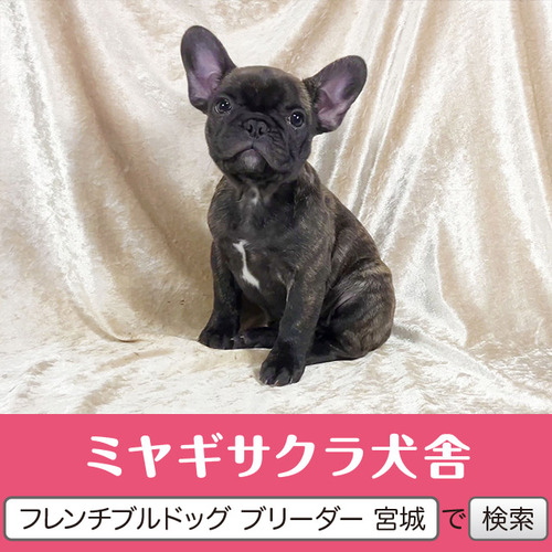 フレンチブルドッグ 犬の販売・譲渡 10239 パパはJKCチャンピオン☆ 良血統のプリンセス☆