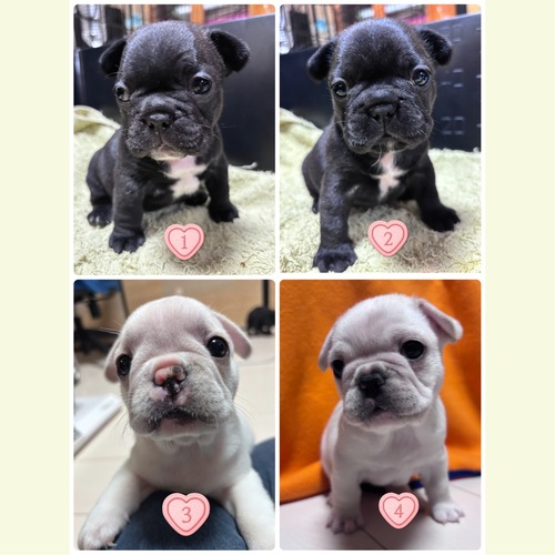 フレンチブルドッグ 犬の販売・譲渡 10241 KM コロコロした可愛い4兄妹