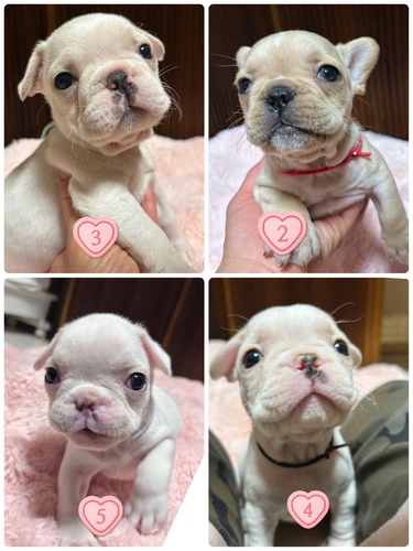フレンチブルドッグ 犬の販売・譲渡 10243 可愛いクリーム5兄妹